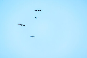 Silhouettes of four frigate birds soaring high against clear blue sky with wings spread wide in graceful flight. Mexico. Cancun. 