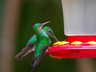 hummingbird standing on the nectar feeder