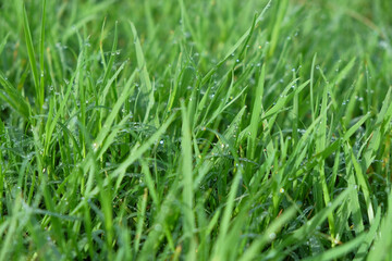 Abstract pattern and texture background of green grass with dew attached. Nature and environmental concept. Green grass on the side of the road that looks fresh. For graphic design, 3D rendering or ba