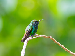 Fototapeta premium hummingbird standing on the branch