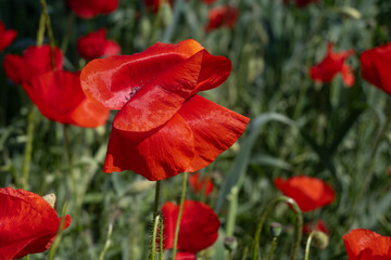 Naklejka premium Field of wild red poppies. Wildflowers in spring. Poppies meadow.