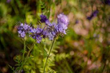 Lavender phacelia flowers blooming in the garden.
