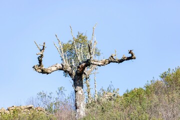 A dead tree with twisted branches stands against a clear blue sky in Monfragüe, Spain. A striking symbol of nature, decay, and resilience