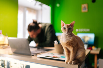 Beautiful ginger cat perching amid electronic repair tools, unrecognizable technician cleaning...