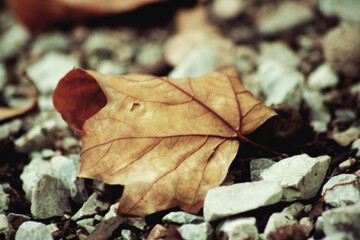 Fallen leaf in autumn in a park
