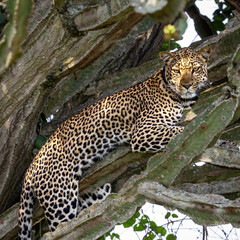 Leopard in Tree