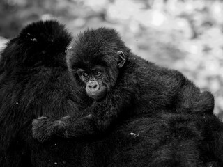 Mountain Gorilla Infant on Mother's Back
