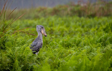 Shoebill in Mabamba Swamp