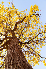 Low-Angle View of a Blooming Yellow Ipe Tree with Blue Sky on a Sunny Day