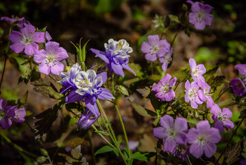 Obraz premium Colorful delicate flowers of columbine and garden geranium blooming in the garden.
