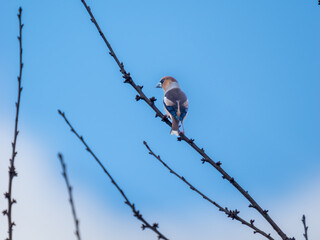Hawfinch Perched in a Tree