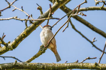  single sparrow sits on a tree branch surrounded by twigs and buds.