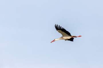 A white stork (Ciconia ciconia) soars through the sky with open wings, carrying a twig in Monfragüe, Extremadura, Spain. A symbol of migration and freedom