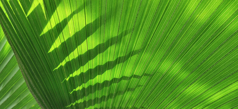 A close-up view of a tropical  green palm  leaf surface. The sunlight filters through, casting a soft shadow.