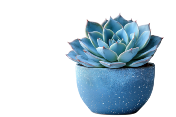 Beautiful succulent plant in a blue pot showcasing vibrant colors and unique leaf arrangement indoors