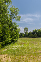 Spring or summer landscape background of a green field with trees and blue sky