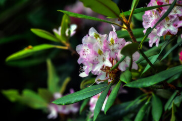Delicate pink and white flowers bloom among vibrant green leaves, creating a striking contrast. Soft sunlight filters through, highlighting the intricate details of the petals.