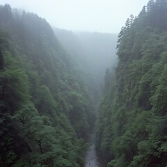 Obraz premium Deep canyon with lush green trees shrouded in morning mist