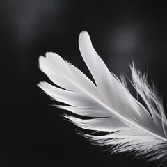 Obraz premium Serene Black and White Close-up Photograph of a Soft Delicate Feather