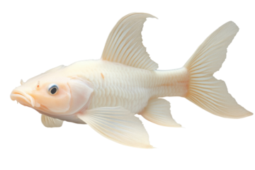 Elegant white fish swimming gracefully in clear water of a serene aquatic environment