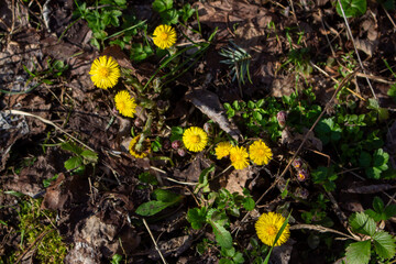 Yellow flower lesser celandine with green leaves