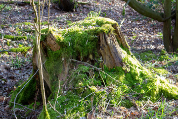 Large tree trunk covered with green moss