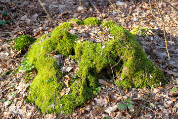 Large tree trunk covered with green moss