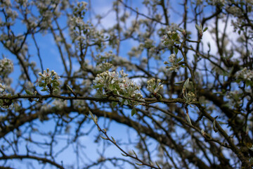 White blossoming apple trees in the sunset light. Spring season, spring colors.