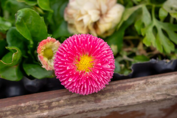 Beautiful red flower with a green background - Daisy Red Bellis Perennis Super Enorma © FlorianSchultze
