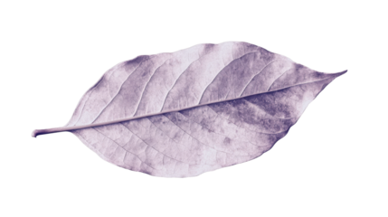 Single purple leaf showing veins on transparent background