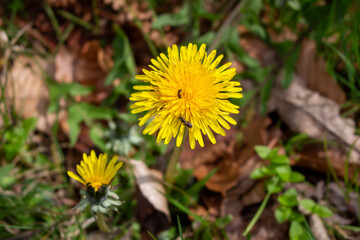 Bright yellow dandelion flowers in a green meadow - Taraxacum