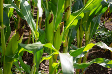 Mais-Konzept auf Ackerland