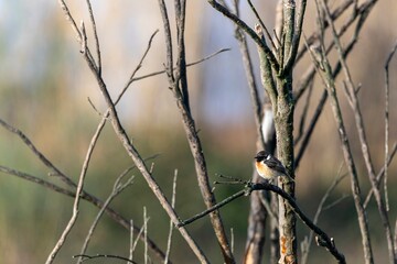 European Stonechat (Saxicola rubicola) perched on a branch in a natural setting at Embalse de Arrocampo, Extremadura, Spain. Warm light and soft bokeh background
