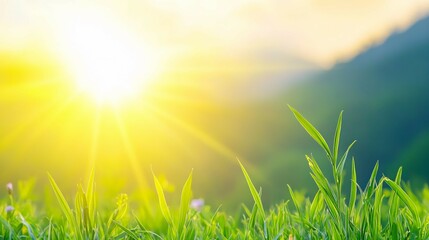 Obraz premium Bright sunshine illuminates a field of green grass in the nature