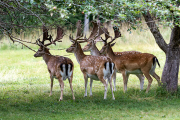 Sika deer in an apple orchard on a sunny summer morning