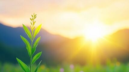 A slender plant reaching toward the beautiful golden sunset
