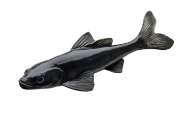 Black fish with sleek fins swimming in a tranquil pond environment during the afternoon light