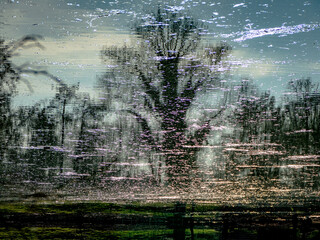 Baum spiegelt sich im See