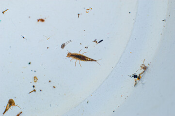 microscopic aquatic insects and debris in water sample.