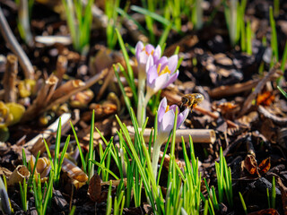 biene frühling Krokus