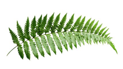 Bright green fern leaf isolated on transparent background