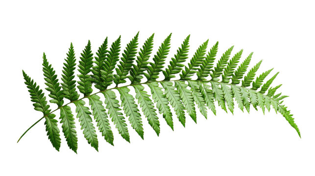 Bright green fern leaf isolated on transparent background