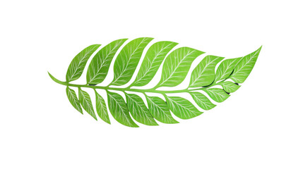 Obraz premium Green fern leaf with transparent background exhibiting detailed veins