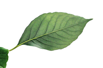 Obraz premium Close-up view of a green leaf revealing detailed vein structure and texture in natural light