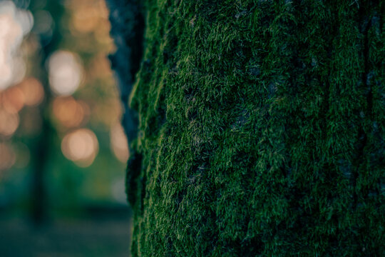 Mossy Tree Trunck in Forest with Warm Light and Bokeh