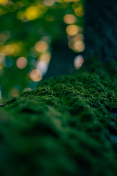 Soft Focus Green Moss with Bokeh Effect Forest