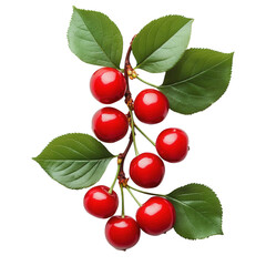 Fresh cherries with vibrant green leaves hanging from a branch in a natural setting