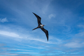 Great Frigatebird in flight over the Kilauea Point National Wildlife Refuge, Kauai, Hawaii. Great Frigatebirds can sleep in 10-second bursts while remaining airborne for up to two months.