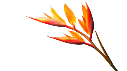 Bird of paradise flower blossoming with transparent background