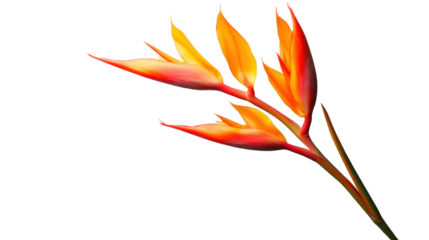 Bird of paradise flower blossoming with transparent background